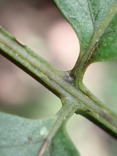 Bolbitis bipinnatifida, photographed by Bruno Senterre