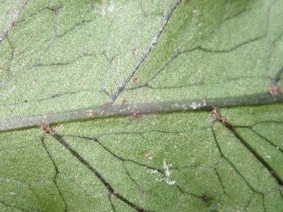 Bolbitis bipinnatifida