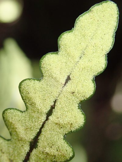 Bolbitis bipinnatifida, photographed by Bruno Senterre