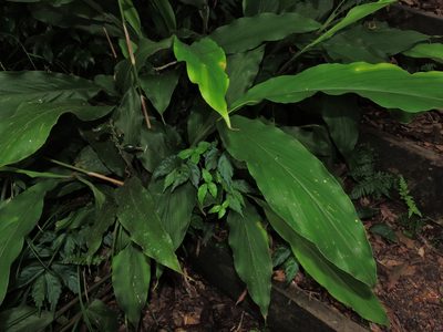 Alpinia japonica, photographed by Jacy Chen