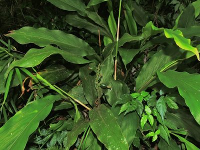Alpinia japonica, photographed by Jacy Chen