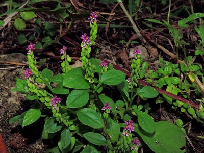 Polygala tatarinowii, photographed by Jacy Chen