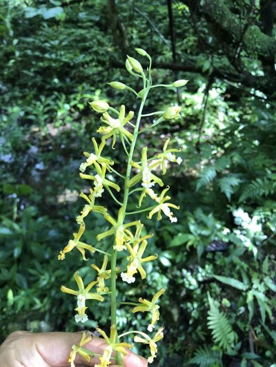 Calanthe obcordata, photographed by jh4165tw
