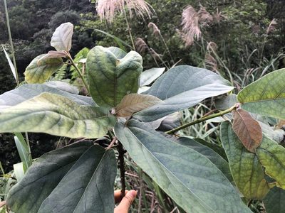 Ficus erecta, photographed by jh4165tw