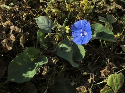 Jacquemontia eastwoodiana, photographed by Jim Morefield