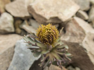 Ranunculus haastii, photographed by Cara-Lisa Schloots