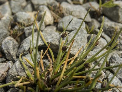 Isolepis aucklandica