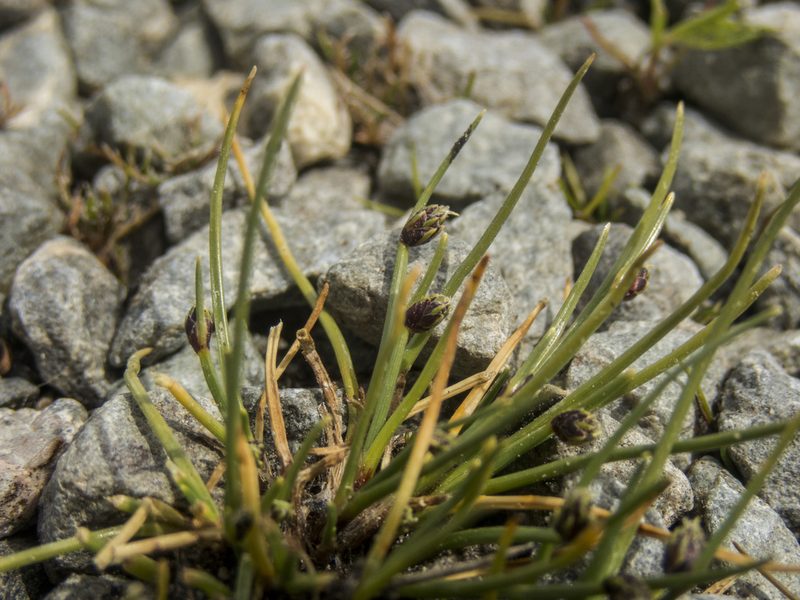 Isolepis aucklandica, photographed by Cara-Lisa Schloots