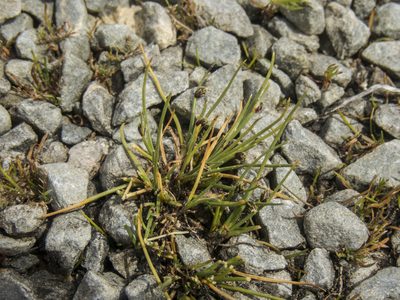 Isolepis aucklandica, photographed by Cara-Lisa Schloots