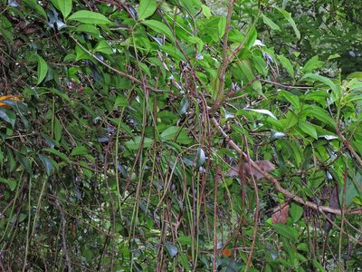 Trachelospermum lucidum, photographed by Jacy Chen
