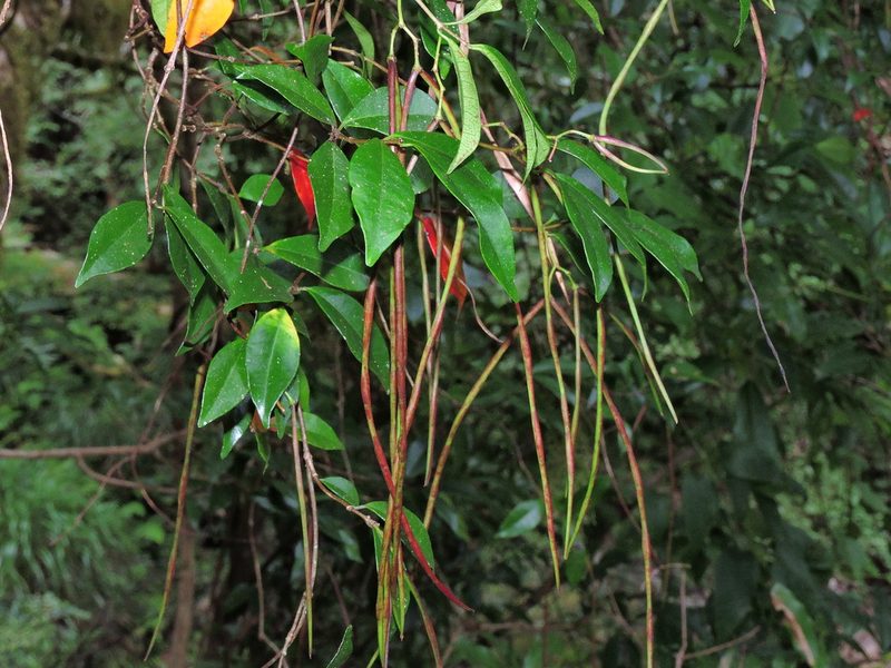 Trachelospermum lucidum, photographed by Jacy Chen