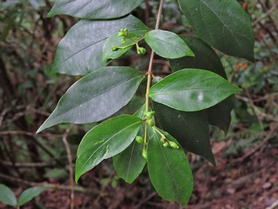 Viburnum integrifolium, photographed by Jacy Chen
