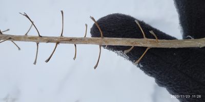 Descurainia sophioides, photographed by Yurii Basov