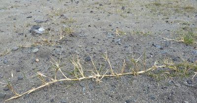 Zoysia minima, photographed by Colin Meurk