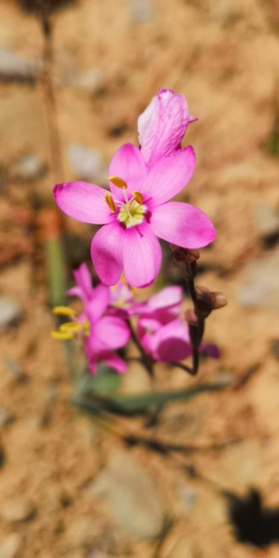 Ixia trifolia, photographed by leandra-k_89