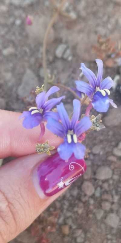 Nemesia azurea, photographed by leandra-k_89