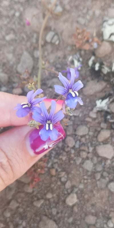 Nemesia azurea, photographed by leandra-k_89
