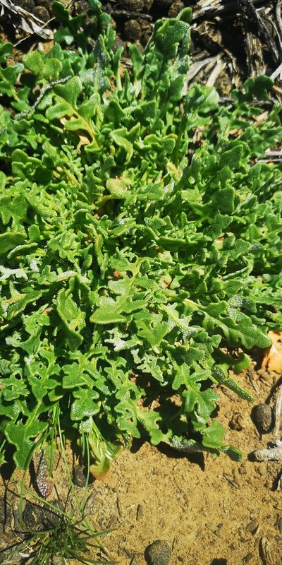 Cleretum lyratifolium, photographed by leandra-k_89