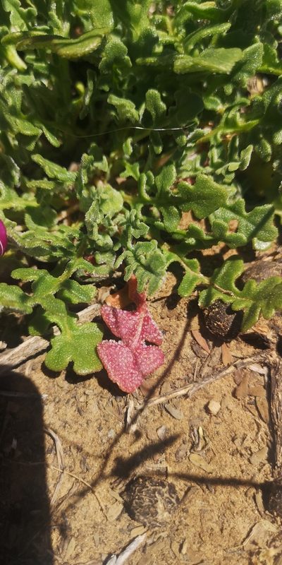 Cleretum lyratifolium, photographed by leandra-k_89