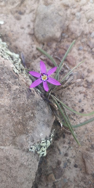 Romulea syringodeoflora, photographed by leandra-k_89