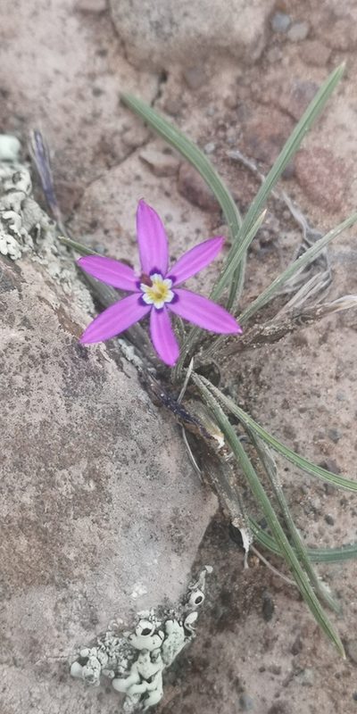 Romulea syringodeoflora, photographed by leandra-k_89
