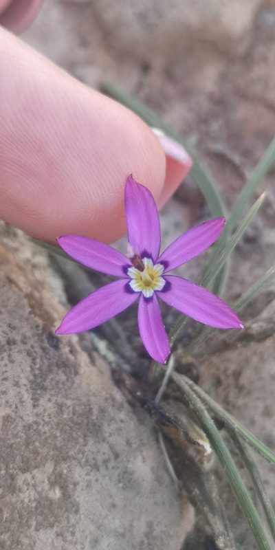 Romulea syringodeoflora, photographed by leandra-k_89