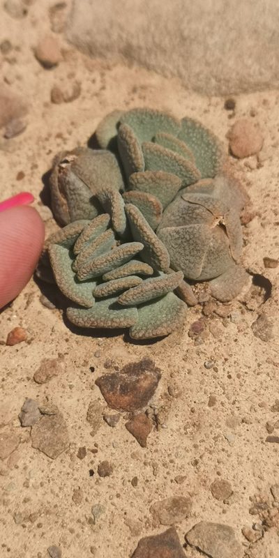 Aloinopsis spathulata, photographed by leandra-k_89