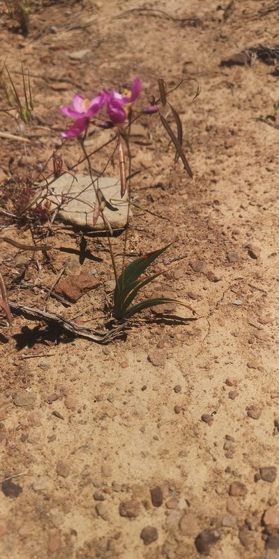 Ixia trifolia, photographed by leandra-k_89