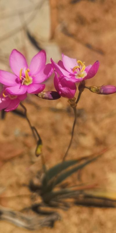 Ixia trifolia, photographed by leandra-k_89