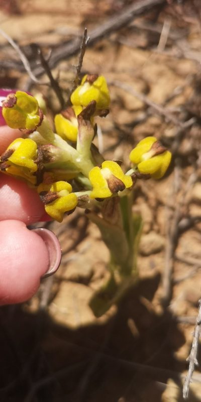 Corycium deflexum, photographed by leandra-k_89