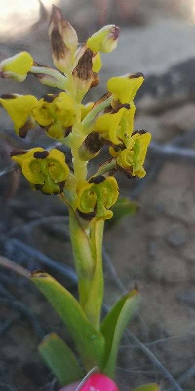 Corycium deflexum, photographed by leandra-k_89