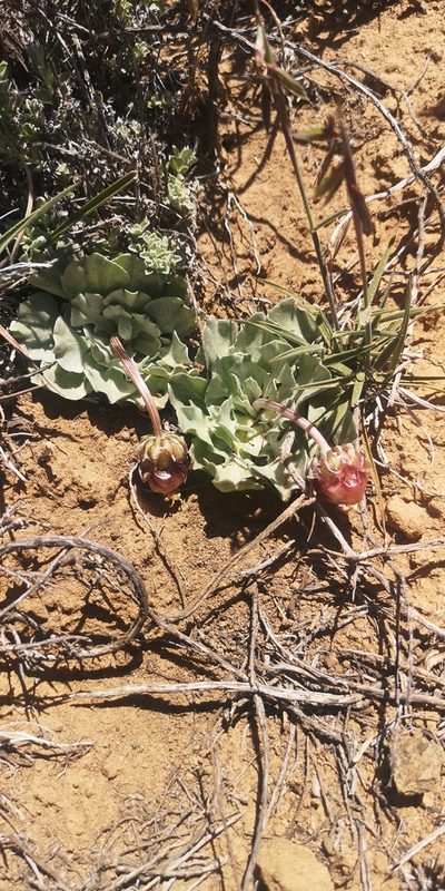 Arctotis diffusa, photographed by leandra-k_89