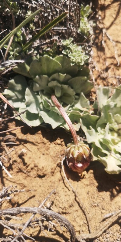 Arctotis diffusa, photographed by leandra-k_89