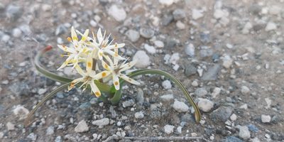 Wurmbea variabilis, photographed by leandra-k_89
