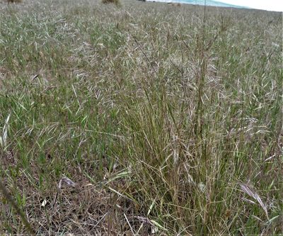 Austrostipa nodosa, photographed by Colin Meurk