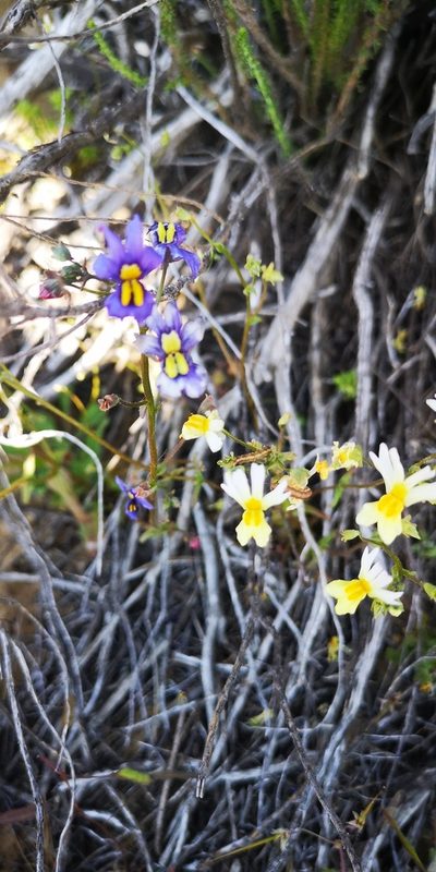 Nemesia azurea, photographed by leandra-k_89