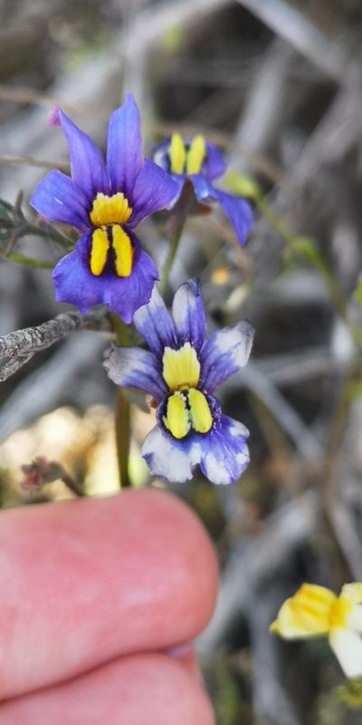Nemesia azurea, photographed by leandra-k_89