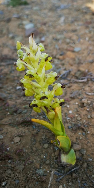 Pterygodium hallii, photographed by leandra-k_89