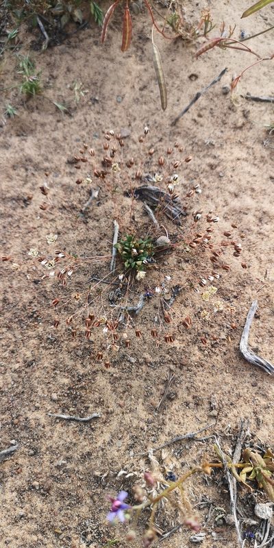 Pharnaceum subtile, photographed by leandra-k_89