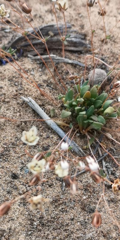 Pharnaceum subtile, photographed by leandra-k_89