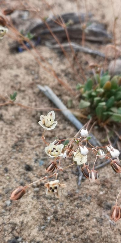 Pharnaceum subtile, photographed by leandra-k_89