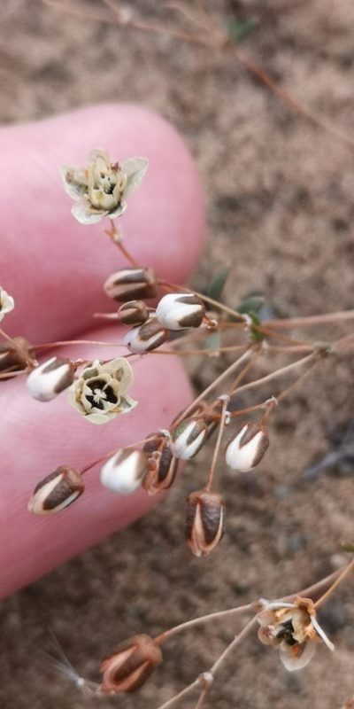 Pharnaceum subtile, photographed by leandra-k_89