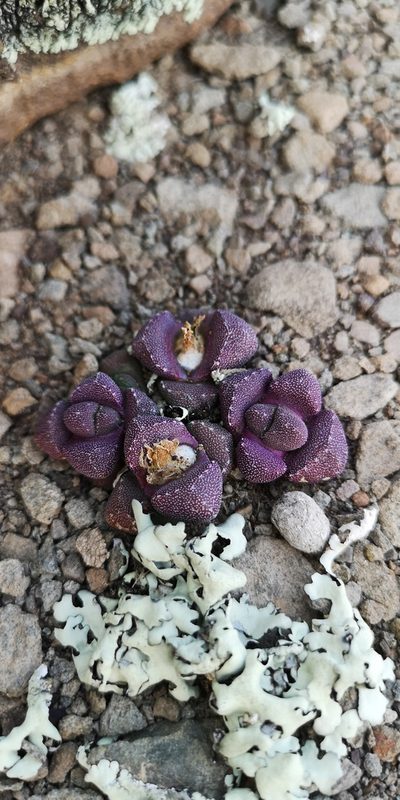 Stomatium suaveolens, photographed by leandra-k_89