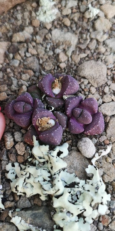 Stomatium suaveolens, photographed by leandra-k_89