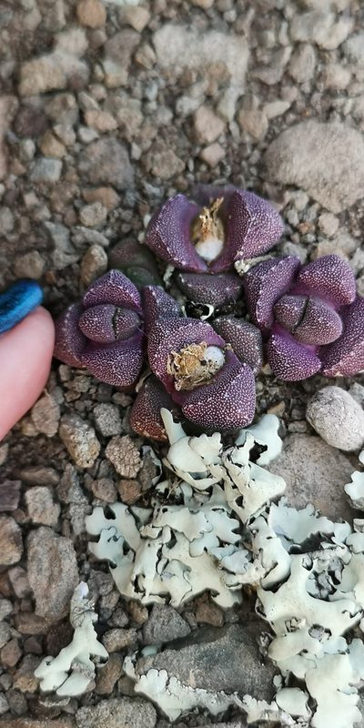 Stomatium suaveolens, photographed by leandra-k_89