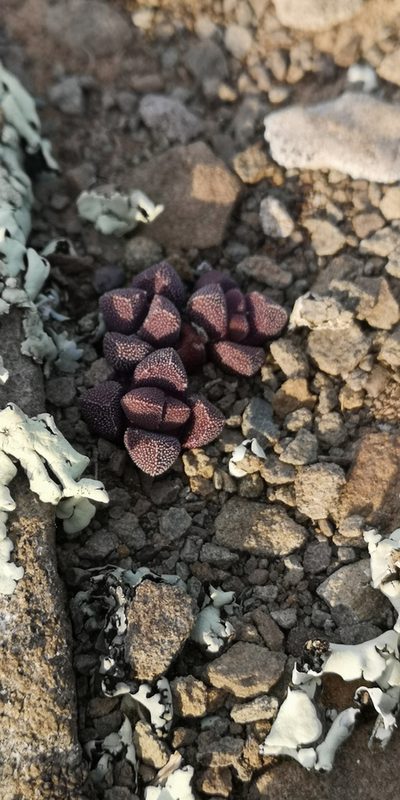 Stomatium suaveolens, photographed by leandra-k_89
