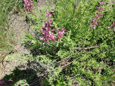 Syncolostemon transvaalensis, photographed by Peter Warren