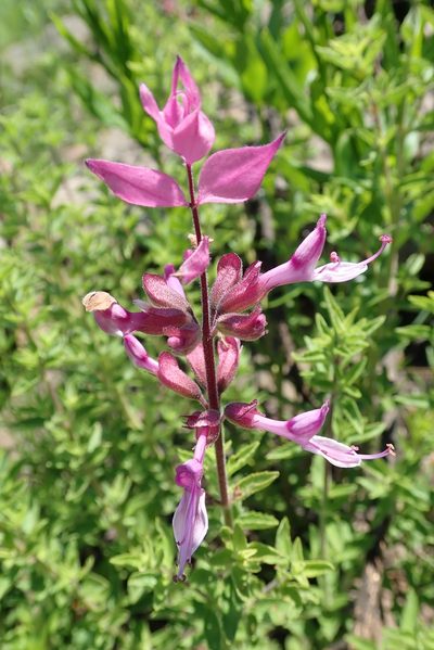 Syncolostemon transvaalensis, photographed by Peter Warren