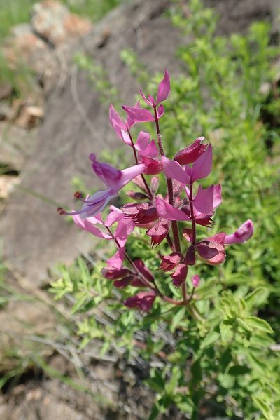 Syncolostemon transvaalensis, photographed by Peter Warren