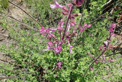 Syncolostemon transvaalensis, photographed by Peter Warren